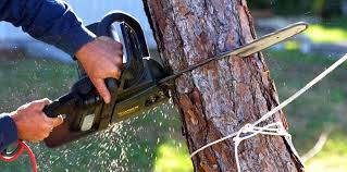 Best Tree Preservation Services  in Mount Carmel, IL