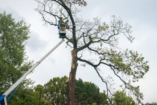 Best Tree and Shrub Care  in Mount Carmel, IL