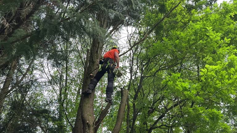 Best Stump Grinding and Removal  in Mount Carmel, IL