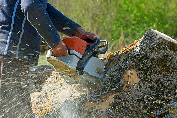 Best Arborist Consultation Services  in Mount Carmel, IL