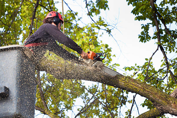 How Our Tree Care Process Works  in  Mount Carmel, IL